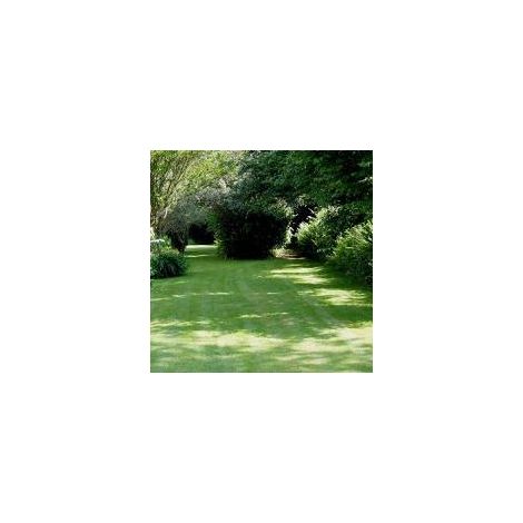 Shady Places Grass Seed 2kg